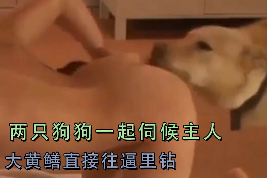 两只狗狗一起伺候主人大黄鳝直接往逼里钻
